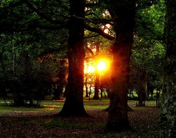 Trees in forest