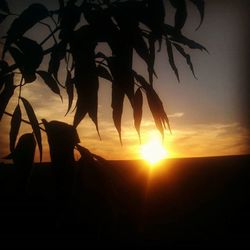 Silhouette of trees at sunset