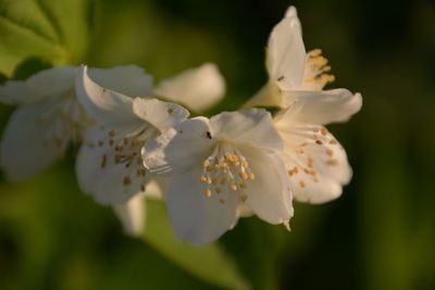 Close-up of white flowers blooming outdoors
