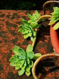 High angle view of succulent plant in pot