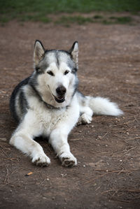 Portrait of dog relaxing on floor