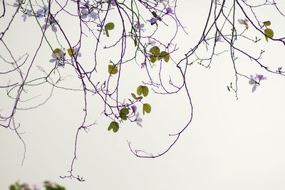 Low angle view of branches against clear sky