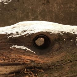 Close-up of lizard on tree trunk