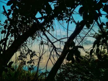 Low angle view of silhouette trees against sky