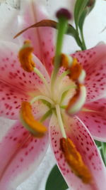 Close-up of pink flower