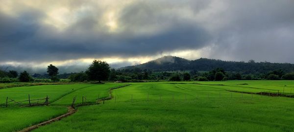 Scenic view of field against sky