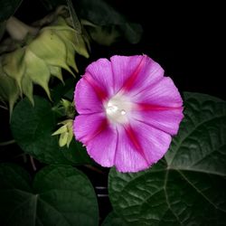 Close-up of pink flower