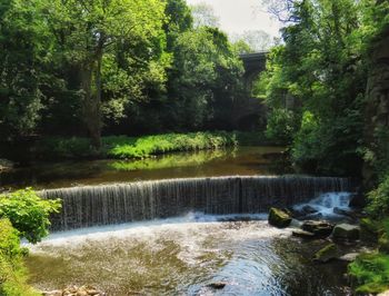 Scenic view of waterfall in forest