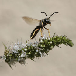Close-up of insect on flower