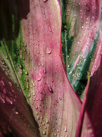 Close-up of wet pink flowering plant during rainy season