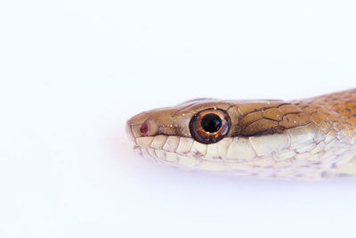 Common snake head close up on white background. 