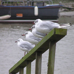 Bird perching on floor