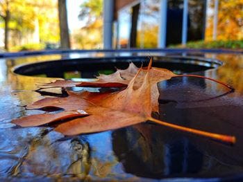 Close-up of maple leaf on water