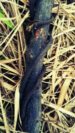 Close-up of lizard on grass