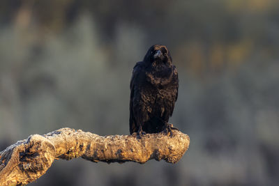 Close-up of raven perching on branch