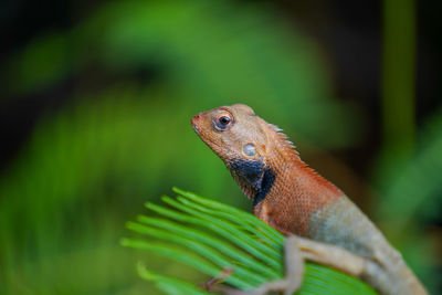 Close-up of lizard