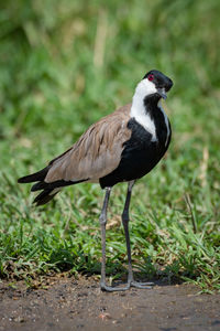 Close-up of bird on field