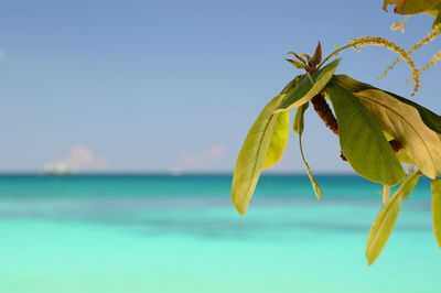 Close-up of plant against sea