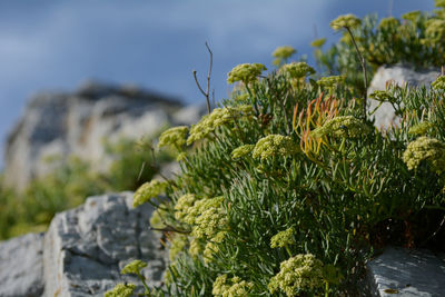 Close-up of plant growing on rock