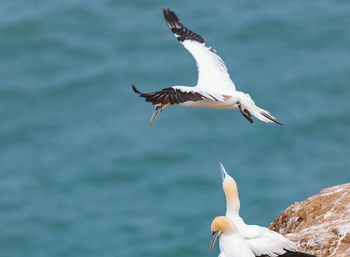 Seagull flying over sea