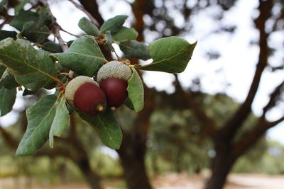 Close-up of berries growing on tree