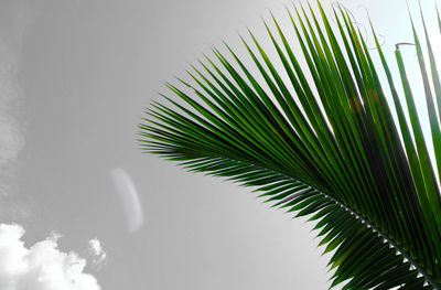 Low angle view of coconut palm tree against sky