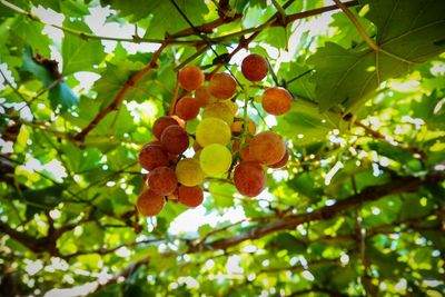 Low angle view of fruits hanging on tree