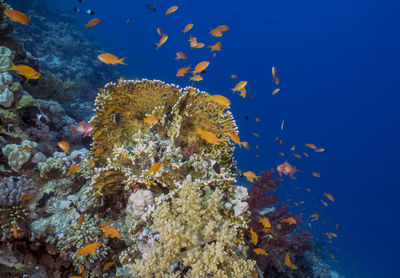 Coral reefs in