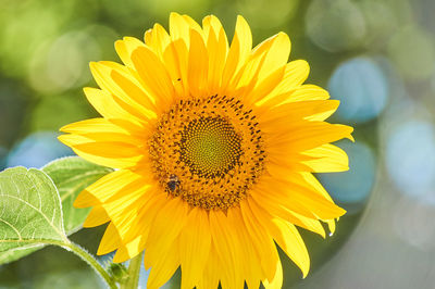 Close-up of yellow sunflower