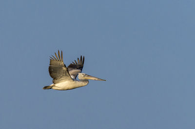 Low angle view of bird flying against clear sky