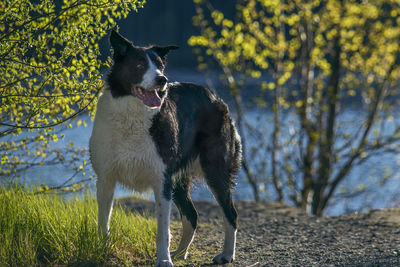 Dog on field
