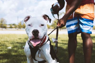 Midsection of man standing with pit bull terrier on grassy field