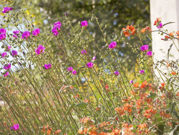 Close-up of pink flowering plants in garden