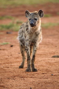 Portrait of lion standing on field