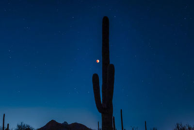 Tucson arizona,full moon blood moon during lunar eclipse may 2022 rising behind saguaro cactus.