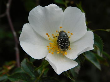 Close-up of white flowering plant