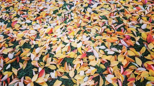 Full frame shot of autumn leaves on field