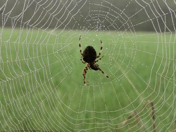 Close-up of spider on web