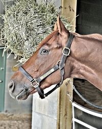 Close-up of horse in stable