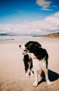 Dog standing at beach against cloudy blue sky on sunny day