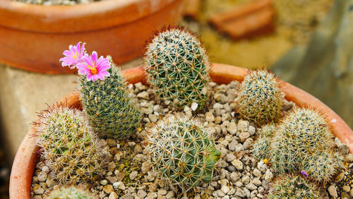 High angle view of succulent plant in pot