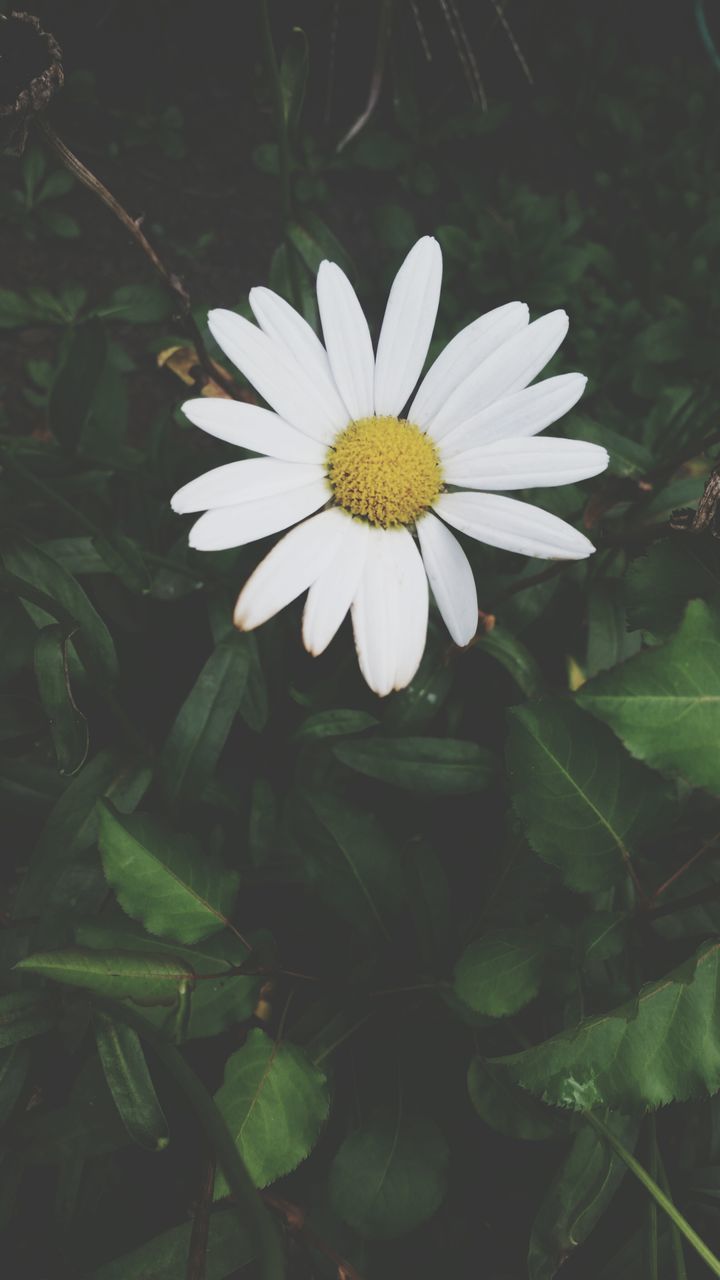 flower, freshness, petal, flower head, fragility, white color, growth, beauty in nature, pollen, daisy, blooming, nature, close-up, single flower, plant, leaf, high angle view, in bloom, white, stamen