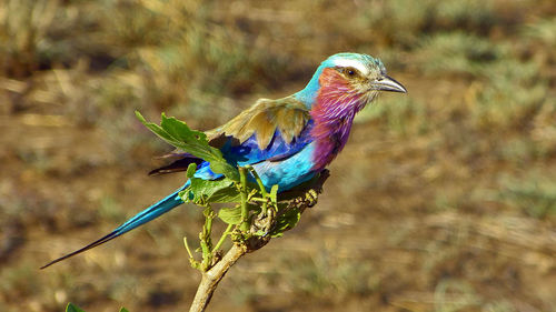 Lilac breasted roller close-up
