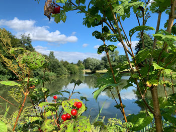 Plants growing on tree against sky