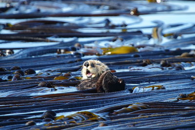 Sea otter at beach