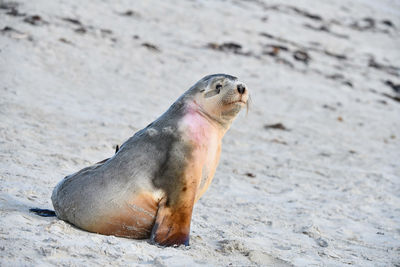 High angle view of sea lion on beach