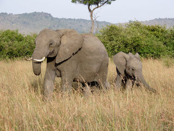 View of elephant on field