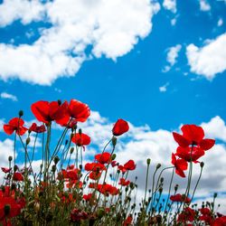 Close-up of red poppy flowers blooming in field