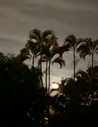 Low angle view of silhouette trees against sky at night