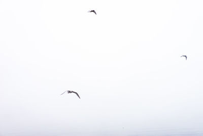 Low angle view of birds flying in sky